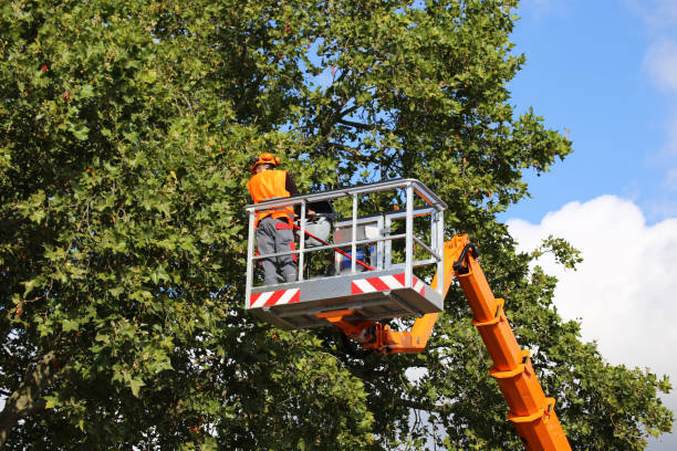 Best Tree Risk Assessment  in Roscoe, TX